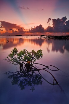 South Florida | Florida Landscape Photography by Paul Marcellini